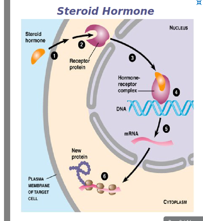 <ol><li><p>Easily diffuse through lipid-bilayer of cell membranes</p></li><li><p>bind to receptor proteins inside nucleus of cell</p></li><li><p>hormone-receptor complex activates (or deactivates) a specific gene and the synthesis (or cessation) of a specific RNA molecule</p></li><li><p>RNA transported out of nucleus to ribosomes where protein synthesis occurs</p></li></ol><p></p><p>common ex:testosterone, estrogen, aldosterone</p><p></p>