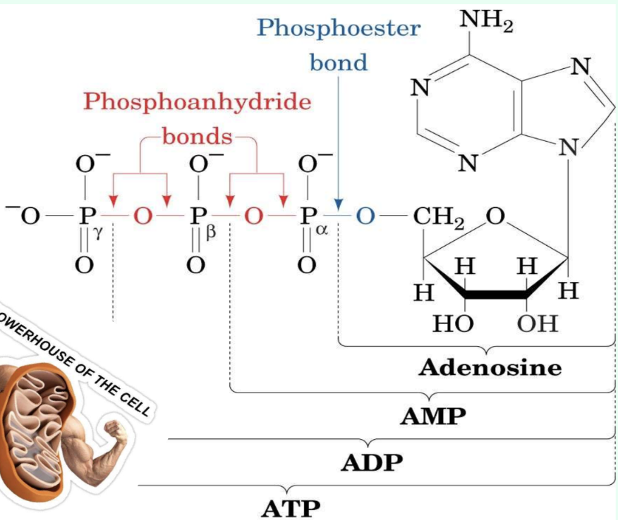 <p>ATP hydrolysis <strong>provides free energy </strong>to drive many metabolic reactions, like<strong> protein synthesis</strong></p>