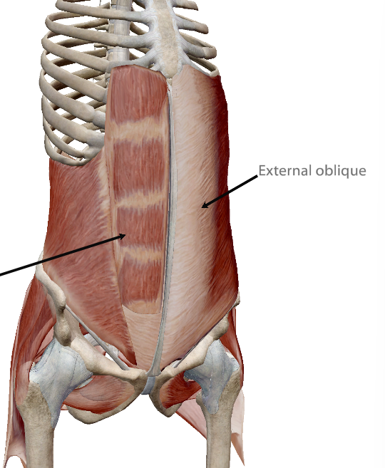 <p>The rectus abdominis is deep to the external oblique. Define the term “deep”</p>