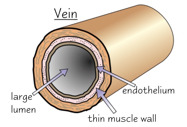 <ul><li><p>take blood back to the heart under low pressure</p></li><li><p>wider lumen</p></li><li><p>very little elastic or muscle tissue</p></li><li><p>veins contain valves to stop back flow of blood</p></li><li><p>contraction of body muscles surrounding veins helps blood to flow</p></li><li><p>carries deoxygenated blood</p></li><li><p>EXCEPT for the pulmonary vein which carries oxygenated blood to the heart from the lungs</p></li></ul><p></p>