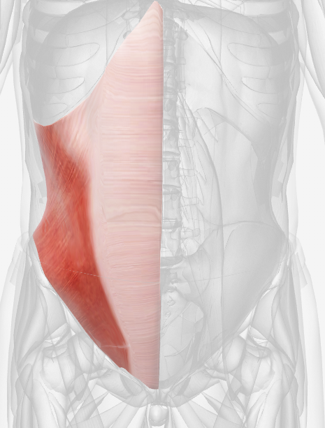 <p>Which muscle is this? (right)</p>