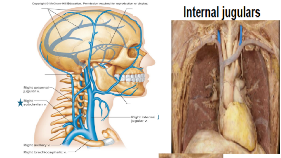 <p>The external jugular veins drain the face, scalp, and superficial neck, and empty into the subclavian veins. </p><p>Internal jugular veins drain the brain, and deep parts of the face and neck, also empty into the subclavian veins.</p>