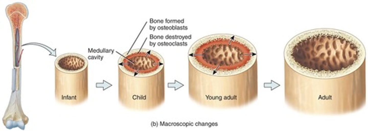 <p>The ongoing replacement of old bone tissue with new bone tissue.</p>