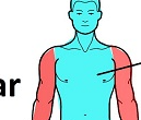 <p>Head, neck, and trunk.</p>