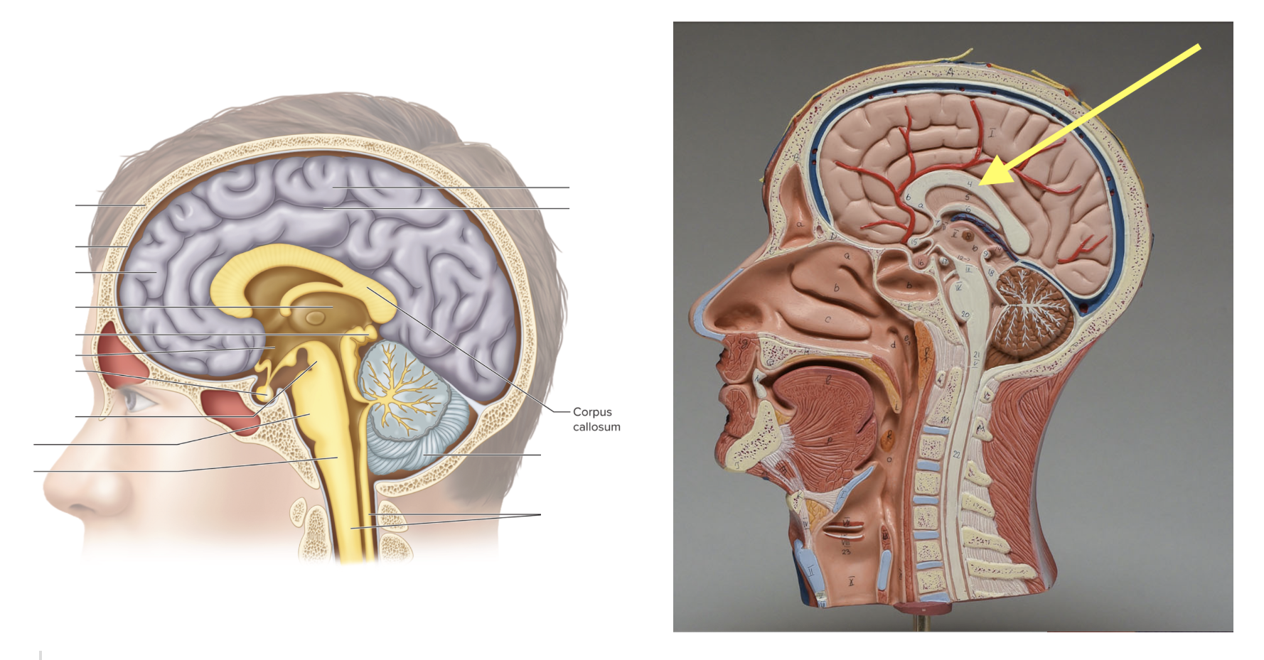 <p><strong>Location: Large C-shaped, middle of brain; Function: Connects left &amp; right hemispheres</strong></p>