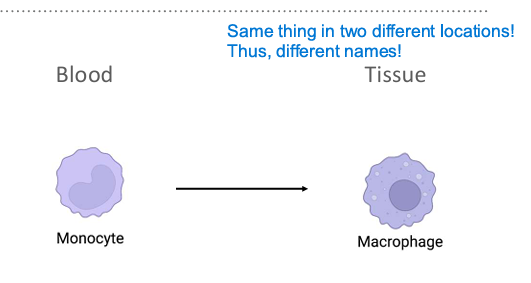 <p>4; phagocytosis; II; tissue</p>