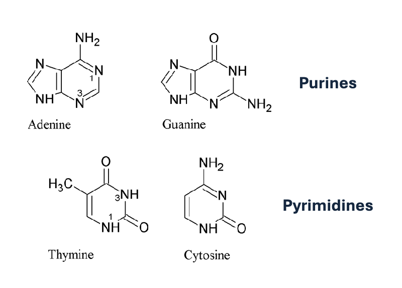 <ul><li><p>Thymine </p></li><li><p>Cytosine </p></li></ul><p></p><p>(all have a Y in the name) </p>