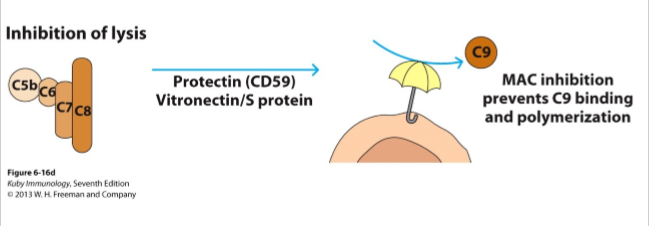 <ol><li><p>S proteine/vitronectine bindt C5b57 in vloeitstoffase → voorkomt inbouw MAC in humane celmembraan</p></li><li><p>protectine inhibeert C5b678 inbouw in celmembraan + blokkeert aanhechting van C9 → voorkomt inbouw MAC humane celmembraan</p></li></ol><p></p>