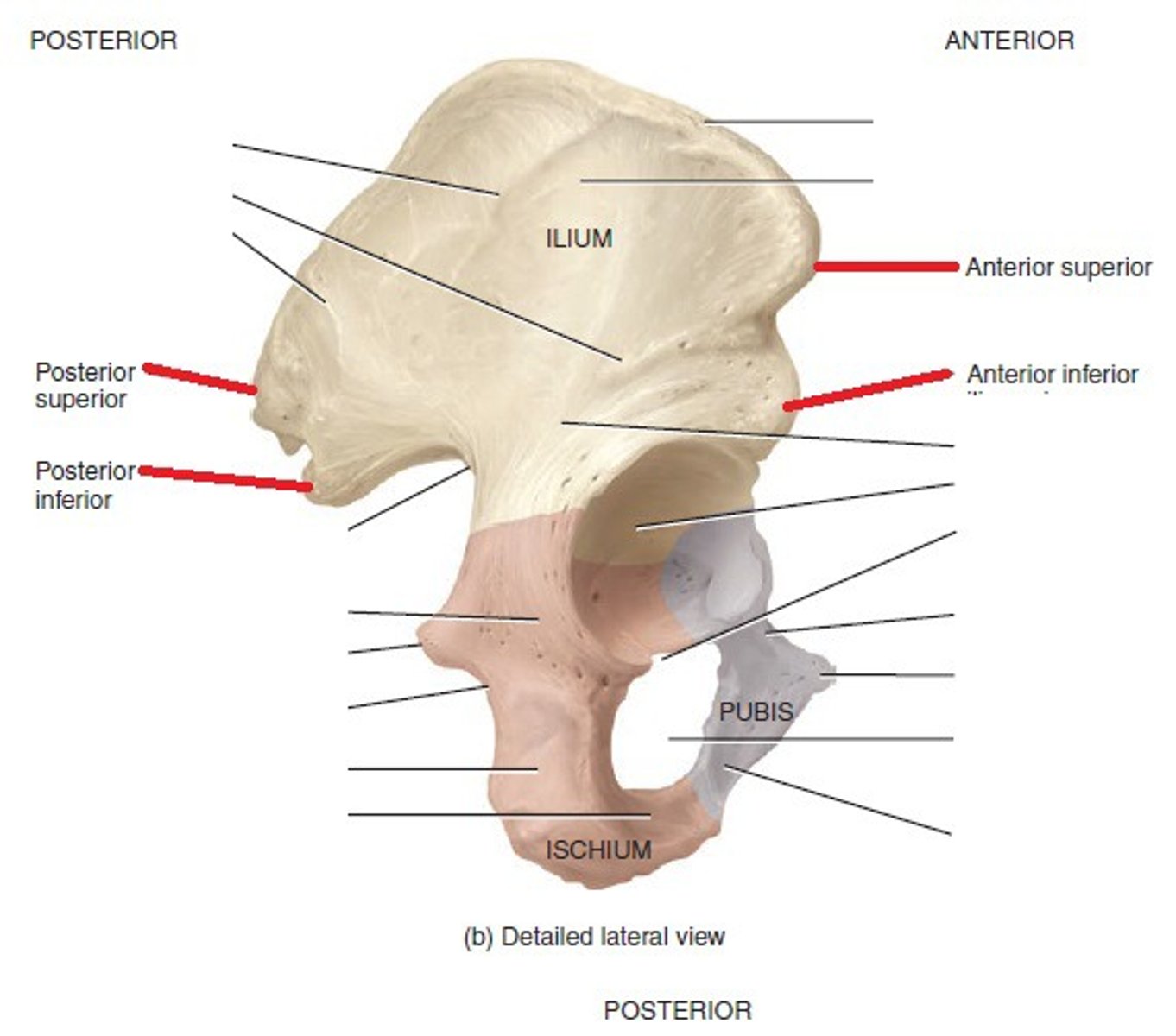 <p>What are the Anterior and posterior superior iliac spines for? </p>