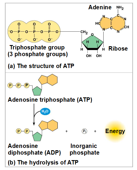 <p>adenosine trifosfaat bestaat uit een ribose (suiker) een adenine (stikstofhoudende base) en 3 fosfaat groepen </p><p>de bindingen tussen de fosfaatgroepen kunnen verbroken worden door hydrolyse </p><p>de loslating van ATP komt van een chemische verandering naar een staat van verminderde vrije energie en niet van de fosfaat zelf</p>