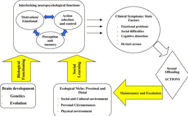 <p>Biological Functioning and Social learning contribute to Interlocking neuropsychological functions (motivation/emotional, action selection and control, perception and memory) to result in clinical symptoms. </p><p>This results in sexual offending, which is maintained and escalated through social learning in a feedback loop. </p>