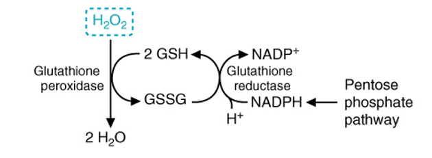 <p>to maintain cellular antioxidant defense and prevent toxicity - PPP provides NADPH which acts as the reducing power, and glutathione reductase consumes vast amounts of NADPH in order to reduce oxidized GSH back to reduced GSH - this cycle continuously operates to keep hydrogen peroxide levels in check </p>