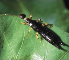 <p>Identify the insect, order, and mouthparts</p>