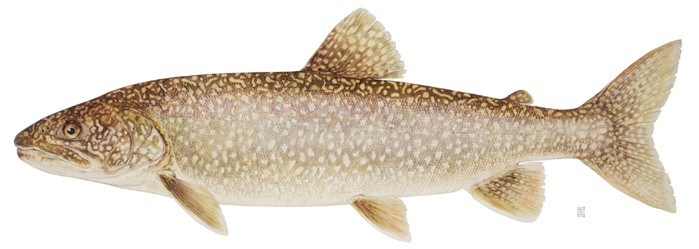 <ul><li><p>Native to NY, live in deep, cold, well-oxygenated lakes</p></li><li><p>15-24 inches</p></li><li><p>Long-lived, somes adults reaching 20 years old</p></li><li><p>Eat zooplankton, insects, primarily fish</p></li></ul><p></p>