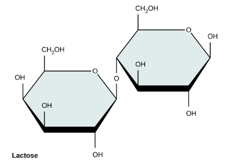 <p>The anomeric carbon’s oxygen is going up</p>