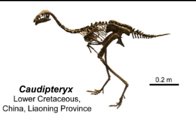 <ul><li><p>lower cretaceous </p></li></ul><p></p>