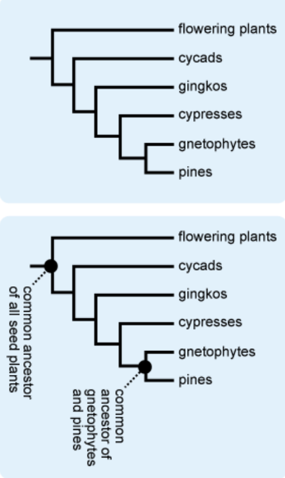 <ul><li><p>sister taxa: share a unique common ancestor <strong>not shared with other groups</strong></p></li><li><p>sister taxa are each others<strong> closest relatives in the tree</strong></p></li></ul><ul><li><p>share the <strong>most recent common ancestor</strong></p></li><li><p>branch off from the same point on the tree</p></li></ul><p></p>