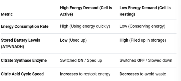 <ul><li><p>occurs at 1st step enzyme (citrate synthase)</p></li><li><p>if energy demands high (cell working hard)</p><ul><li><p>lvls of NADH, ATP, & pathway intermediates low</p><ul><li><p>bc cell is using it up faster than it can make them</p></li></ul></li><li><p>cycle activity increased</p><ul><li><p>citrate synthase, switches into high gear to speed up the cycle and crank out more energy.</p></li></ul></li></ul></li><li><p>if energy demands low (cell at rest)</p><ul><li><p>lvls of NADH, ATP, & pathway intermediates high</p><ul><li><p>substances start piling up in storage, indicates cellular energy demands are low </p></li></ul></li><li><p>decreased activity of the citrate synthase & citric acid cycle </p><ul><li><p>ATP and NADH molecules bump into the enzyme citrate synthase and clog it up (a process called negative feedback inhibition).</p></li></ul></li></ul></li><li><p>these adjustments maintain homeostasis</p></li></ul><p></p>