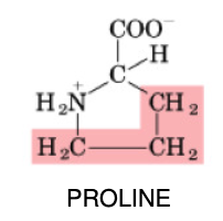 <p>•Non-essential</p><p>•Important for collagen production (extracellular matrix)</p><p>•Aliphatic side chain</p>