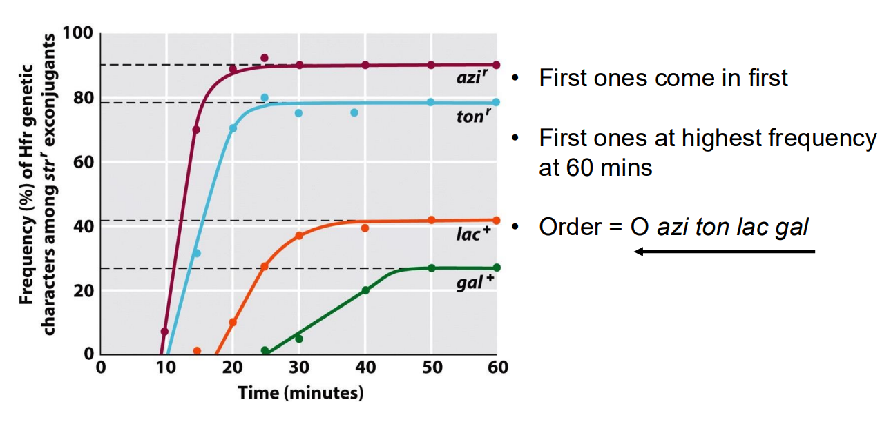 <p>We can artificially cut off the DNA transfer process of conjugation through the pilus by blending</p>