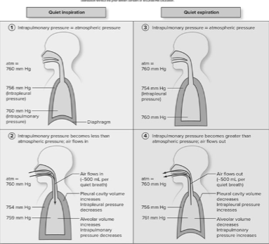 <p>Explain the processes of quiet breathing, including changes in breathing muscles, volumes, and pressures.</p>