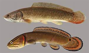 <p>bowfin</p>