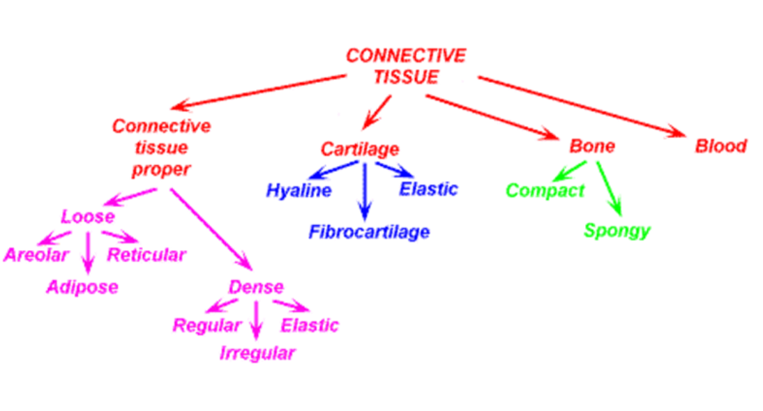 <p>1) Blood</p><p>2) Bone</p><p>3) Cartlidge</p><p>4) Connective Tissue Proper</p><p></p>