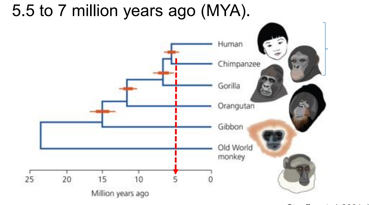 <p>Fossil-calibrated molecular clock data suggest that the human and chimpanzee lineages split 5.5 to 7 million years ago (MYA)</p>