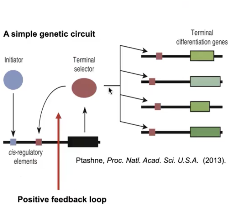 <p>An initiator TF activates expression of a terminal selector TF</p><p>The terminal selector TF activates downstream differential genes, but ALSO binds to cis-regulatory cites upstream of ITS OWN gene.</p><p>This simple genetic circuit maintains a pattern of gene expression that PRESERVES CELL FATE</p>