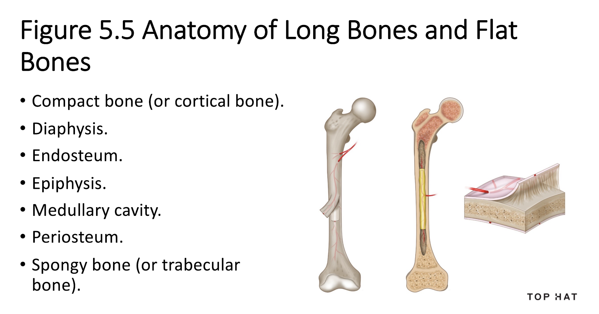 <p>identify the characteristics of long bone</p>