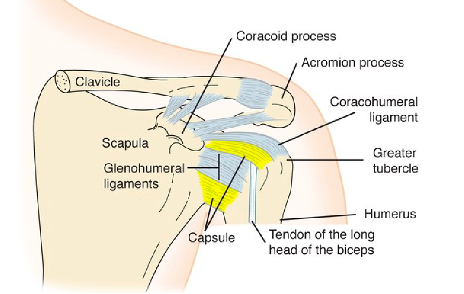 <p>Spans anteriorly from the corocoid process, medially to the humerus and reinforces the superior portion of the joint so is important for supporting the joint capsule </p>