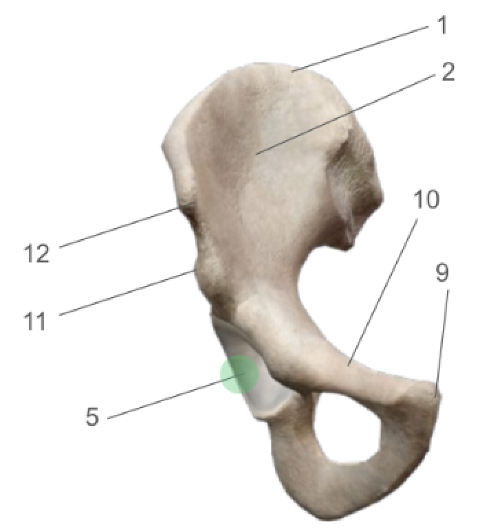 term image