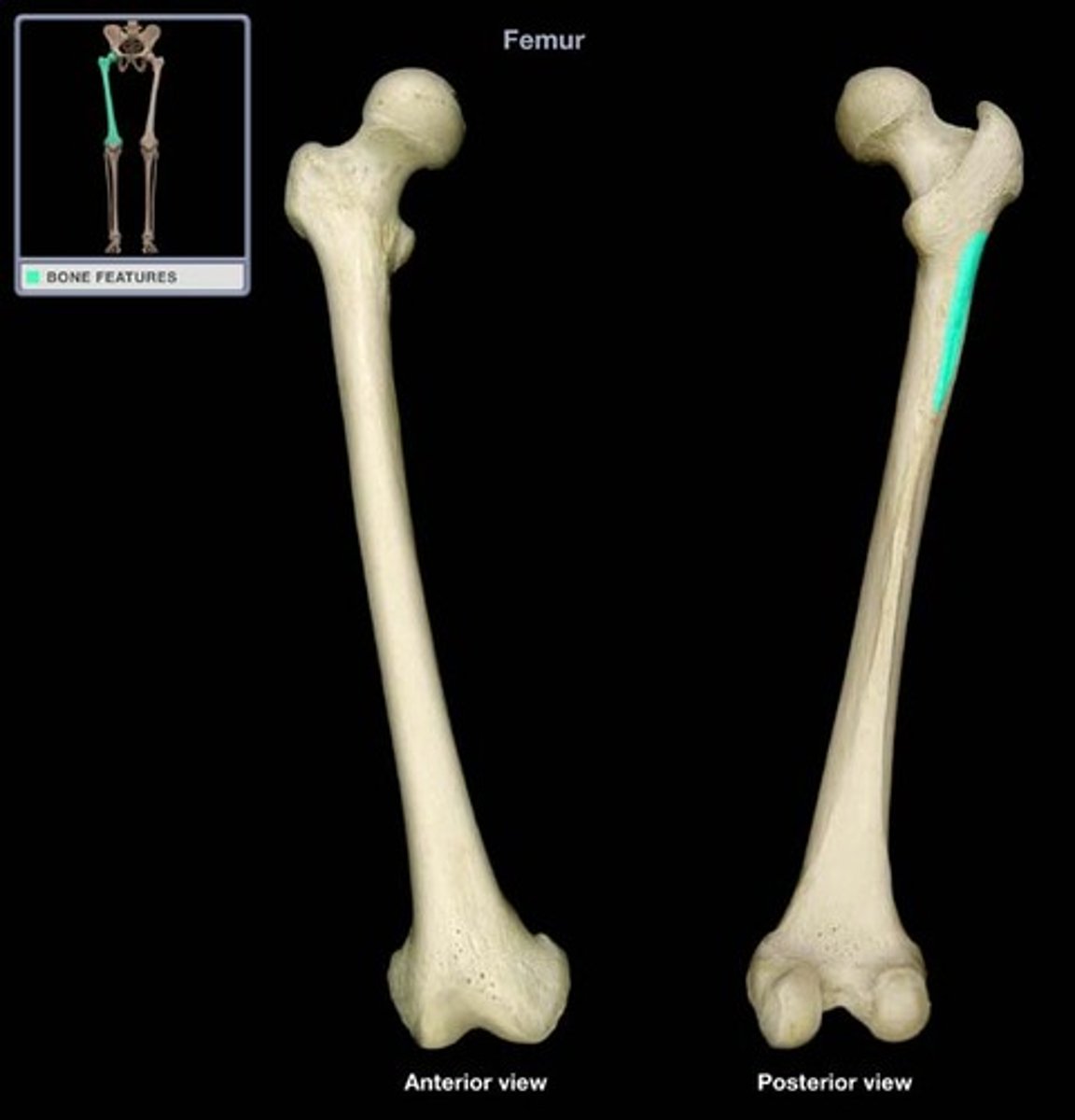 <p>Femur</p>