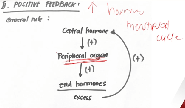<p>Blurt how positive feedback work</p>