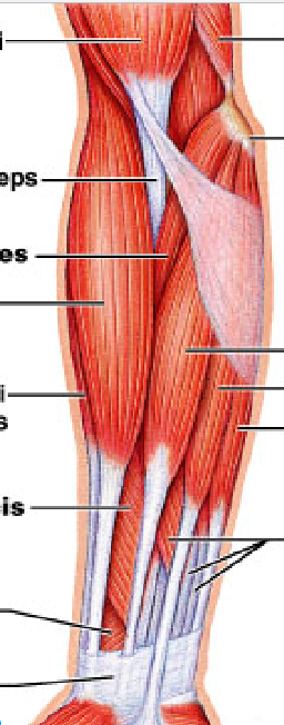 <p>flexor pollicis longus</p>