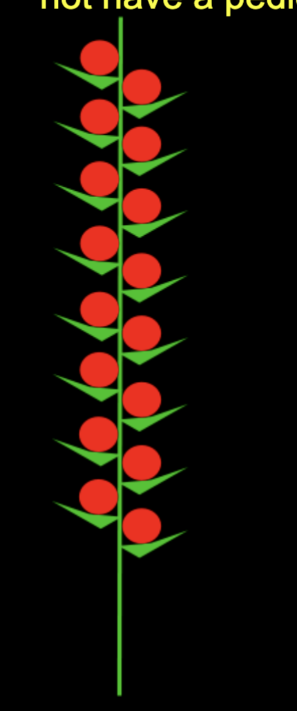 <p>Type of raceme that do not have a pedicel</p>