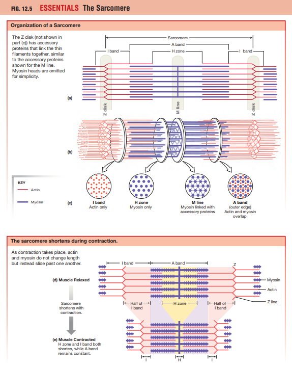 <p>What are the bands and zones of a sarcomere?</p>