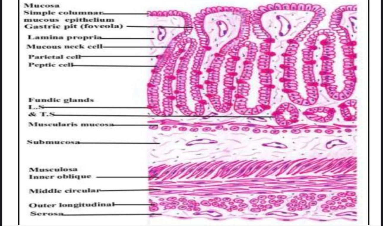 term image
