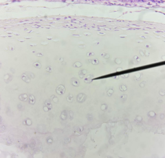 <p>What kind of tissue is this</p>