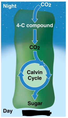 <ul><li><p>These plants are adaptive to very dry climates (pineapples, cacti, succulents, etc) </p></li><li><p>Converse water by only opening its stomata at night</p></li><li><p>CO2 is fixed into a 4-carbon molecule in the mesophyll cell which stores the carbon at night to be used during the day</p></li><li><p>During the day that CO2 is released into the cell so that the Calvin Cycle can proceed</p></li></ul><p></p>