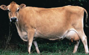 <p>welk type koe is dit</p>