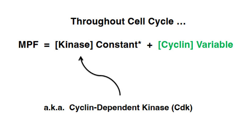 <p><span style="background-color: transparent;">MPF = Cyclin-Dependent Kinase (CDK) + Cyclin</span></p>