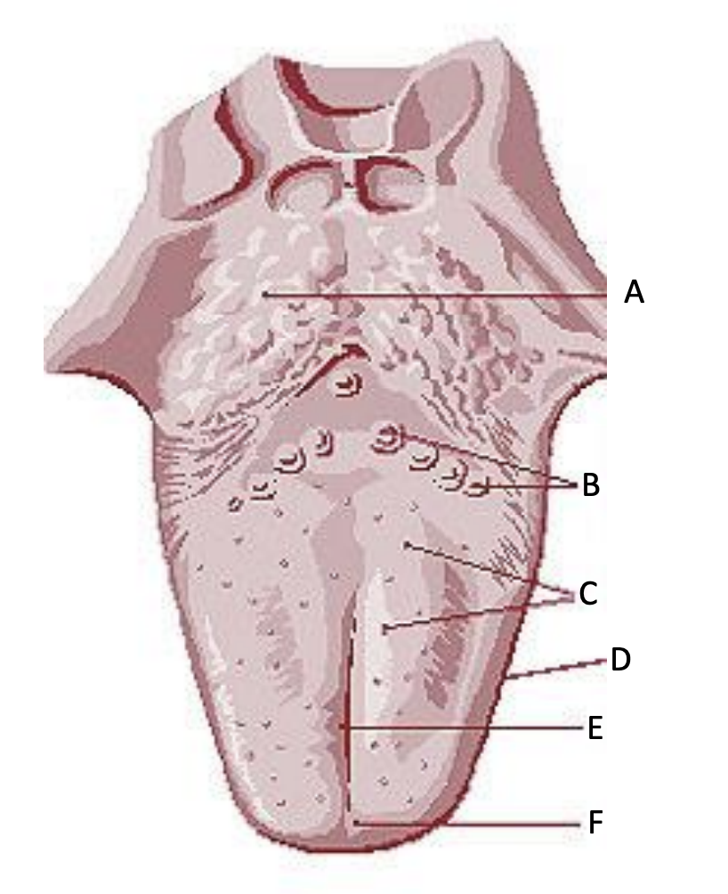 <p>What structure is ‘A’?</p><img src="blob:null/04864bf3-8c62-4539-a0fb-2ec5f600444e"><p></p>