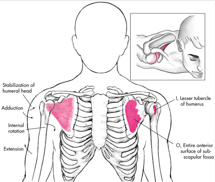<p>Internal Rotation - primary </p><p>Extension</p><p>Adduction</p><p>Stabilization of the humeral head in glenoid fossa</p><p>O - Subscapular Fossa</p><p>I - Lesser tubercle of humerus</p>