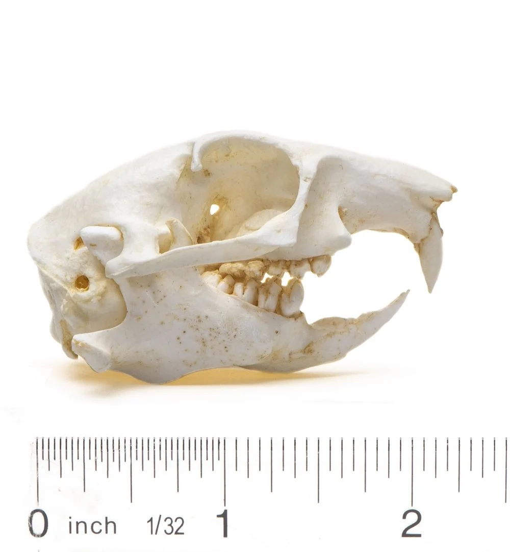 <p>1/1 incisors, sciuromorphous, 5 cheek teeth, non-yellow incisors; grayish tan</p>