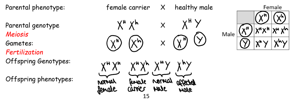 <p>X<sup>N</sup>X<sup>n </sup>for females or X<sup>N</sup>Y for males</p>