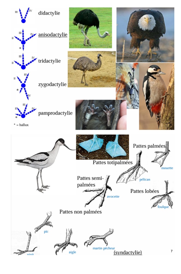 <p>La disposition des doigts des oiseaux est étroitement liée à leur mode de vie. Le <strong>hallux</strong> correspond au <strong>premier doigt (équivalent du gros orteil)</strong>. Lorsqu'il est dirigé vers l'arrière, il permet d'améliorer la préhension et l'équilibre sur les branches.</p><ul><li><p><strong>Anisodactylie</strong> : <strong>3 doigts dirigés vers l'avant et 1 doigt vers l'arrière (hallux)</strong>. C'est la configuration la plus fréquente chez les oiseaux. Elle offre une excellente capacité à <strong>se percher, saisir les branches et maintenir l'équilibre</strong>. Exemple : passereaux.</p></li><li><p><strong>Zygodactylie</strong> : <strong>2 doigts vers l'avant et 2 vers l'arrière</strong>. Cette disposition procure une forte prise sur les surfaces verticales et est particulièrement adaptée à <strong>l'escalade des troncs et à l'accrochage aux branches</strong>. Exemple : pics et perroquets.</p></li><li><p><strong>Pamprodactylie</strong> : <strong>les 4 doigts peuvent être orientés vers l'avant</strong>. Cette configuration favorise l'accrochage sur des surfaces verticales (falaises, murs) et convient aux oiseaux passant la majeure partie de leur vie en vol. Exemple : martinets.</p></li><li><p><strong>Tridactylie</strong> : <strong>3 doigts fonctionnels</strong>. Cette réduction du nombre de doigts allège le membre et favorise la <strong>course rapide sur le sol</strong>. Exemple : émeu.</p></li><li><p><strong>Didactylie</strong> : <strong>2 doigts fonctionnels seulement</strong>. Cette spécialisation maximise l'efficacité de la course et permet d'atteindre de très grandes vitesses. Exemple : autruche.</p></li></ul><p>Chez les espèces aquatiques, les doigts sont souvent reliés par une membrane (palmure) qui augmente la surface de propulsion dans l'eau.</p><ul><li><p><strong>Pattes palmées</strong> : les <strong>3 doigts antérieurs sont reliés par une palmure complète</strong>. Elles assurent une propulsion efficace lors de la nage. Exemple : mouettes, canards, pélicans.</p></li><li><p><strong>Pattes totipalmées</strong> : les <strong>4 doigts sont reliés par une membrane</strong>. Cette disposition augmente encore la surface de poussée et améliore les performances de nage et de plongée. Exemple : fou de Bassan, cormorans.</p></li><li><p><strong>Pattes semi-palmées</strong> : les doigts sont reliés par une <strong>palmure partielle</strong>. Elles constituent un compromis entre la marche et la nage, particulièrement utile dans les milieux vaseux ou peu profonds. Exemple : avocette.</p></li></ul><p></p>