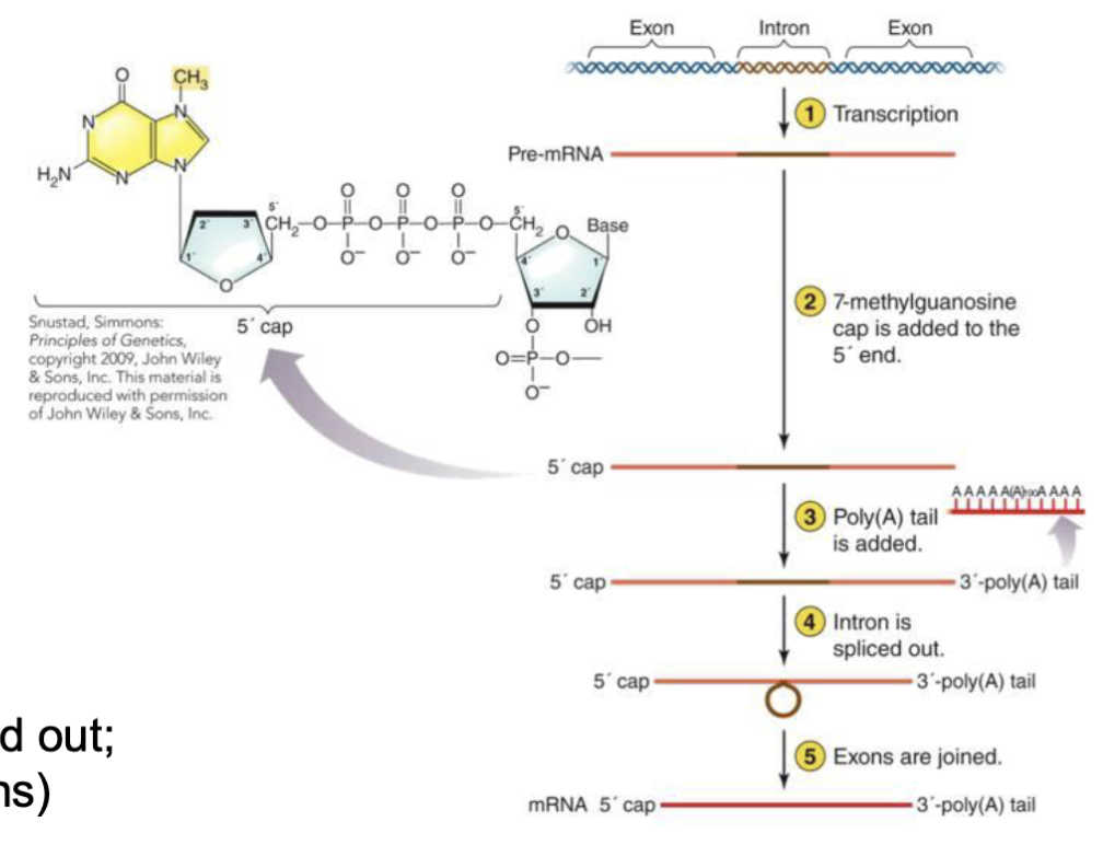 <ul><li><p>In eukarya different mechanisms are used for termination by different RNA polymerases</p></li><li><p>RNA is modified after termination in eukarya</p><ul><li><p><strong><em>5' cap added</em></strong> (7-methylguanosine)</p></li><li><p><strong><em>Poly(A) tail </em></strong>added</p></li><li><p><strong><em>Introns</em></strong> (non-protein coding region) spliced out; <strong><em>exons</em></strong> (coding regions) joined together</p></li></ul></li></ul><p></p>
