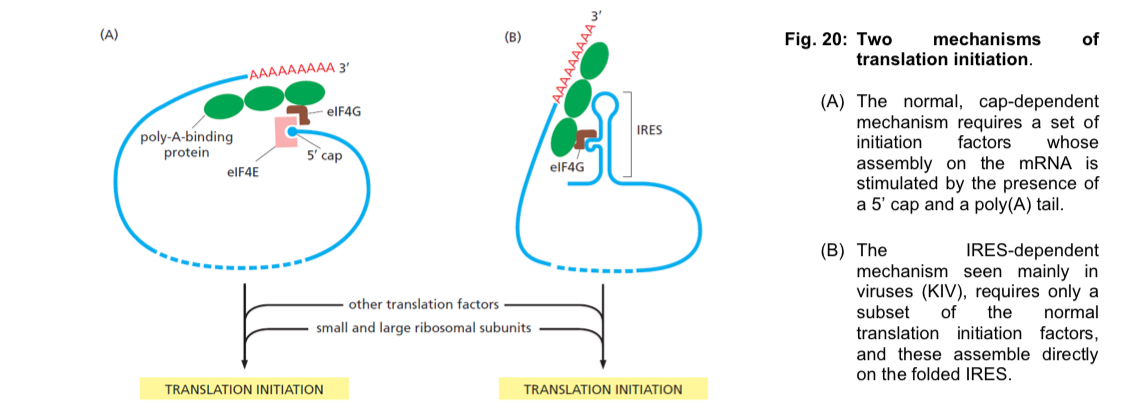 <ul><li><p>may be initiated at sites other than the first AUG codon in the sequence of an mRNA molecule, including </p></li></ul><ol><li><p><mark data-color="yellow" style="background-color: yellow; color: inherit;">use of second or subsequent AUG for translation initiation </mark></p></li></ol><ul><li><p>eukaryotic translation usually begins at the first AUG start codon as defined by Kozak rules (note: Kozak rules are not in syllabus) downstream of the 5’ UTR </p></li><li><p>however, the small ribosomal subunit could skip the first AUG codon and use the second or subsequent AUG to initiate translation </p></li><li><p>“leaky scanning” and results in proteins that vary in their N-terminal sequence</p></li></ul><ol start="2"><li><p><mark data-color="blue" style="background-color: blue; color: inherit;">initiation of translation in the middle of mRNA</mark></p></li></ol><ul><li><p>eukaryotic translation usually begins at the 5’ end of the mRNA molecule, since 5’ cap recognition is required for the assembly of teh initiation complex </p></li><li><p>internal ribosome entry site (IRES) is a specialised nucleotide sequence that allows for translation inhibition in the middle of an mRNA sequence in a cap-independent manner, since the need for a 5’ cap structure is bypassed </p></li><li><p>a protein with a different primary structure is produced with this mechanism </p></li></ul><p></p>