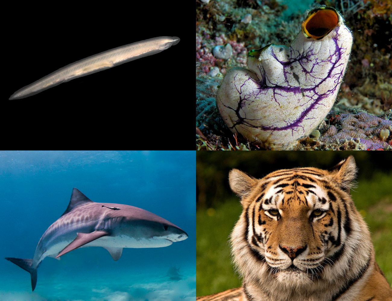 <p>Sharks</p><p>Rays</p><p>Bony fishes</p><p>Frogs</p><p>Toads</p><p>Salamanders</p><p>Lizards</p><p>Snakes</p><p>Turtles</p><p>Crocodiles</p><p>Birds</p><p>Mammals</p><p>Notochord, pharyngeal gill slits, dorsal hallow nerve cord, post-anal tail</p>